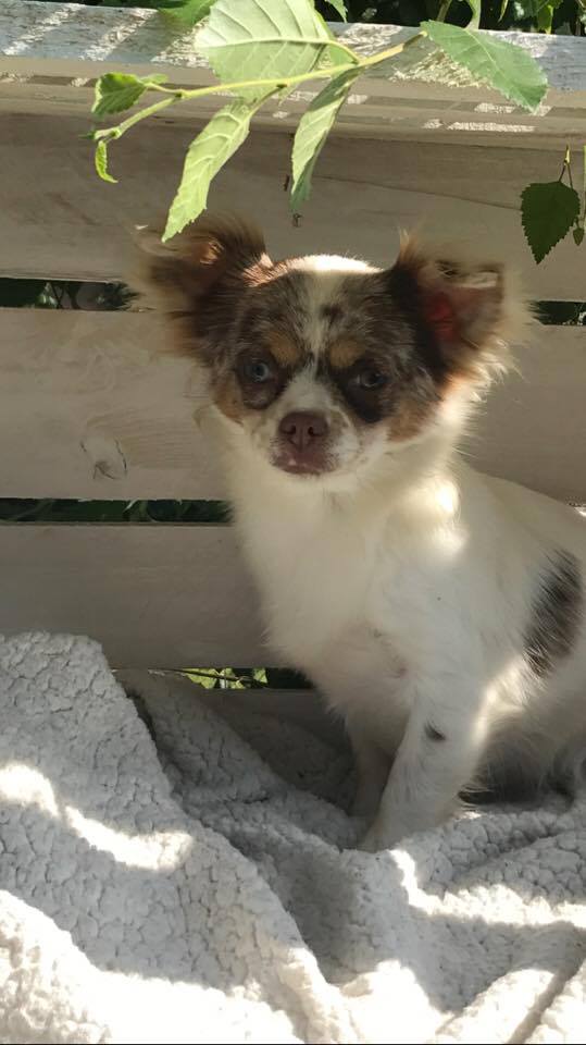 Myrtille Chihuahua